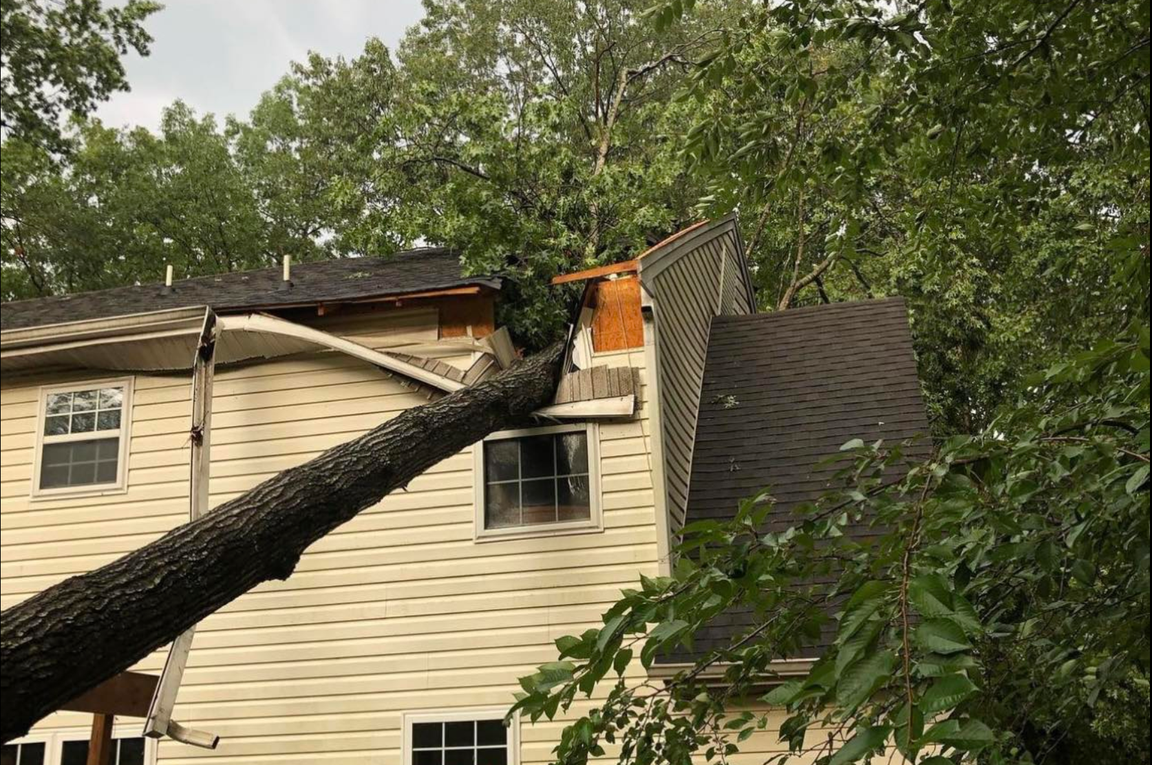 Emergency Tree Service photo