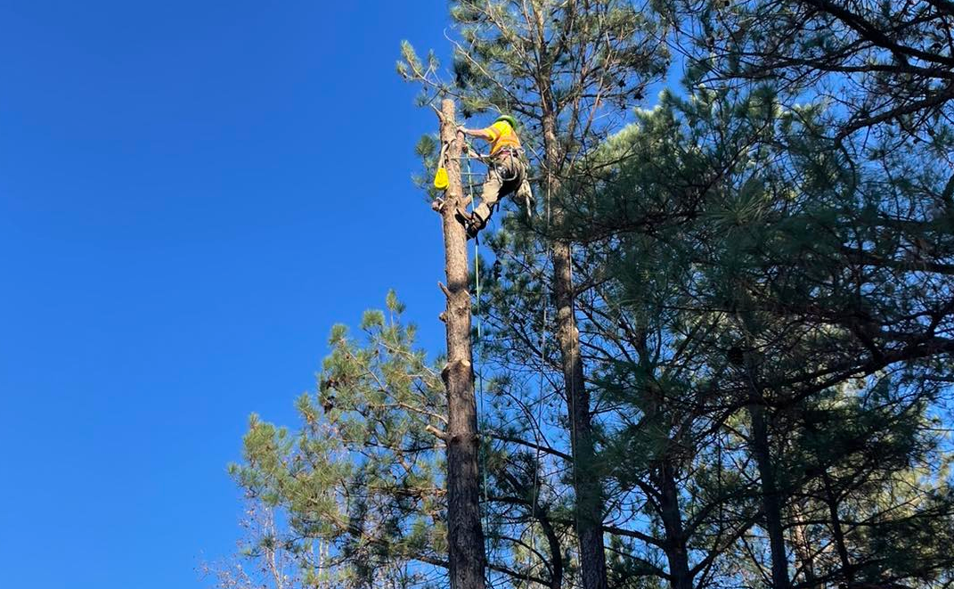 Tree Service photo