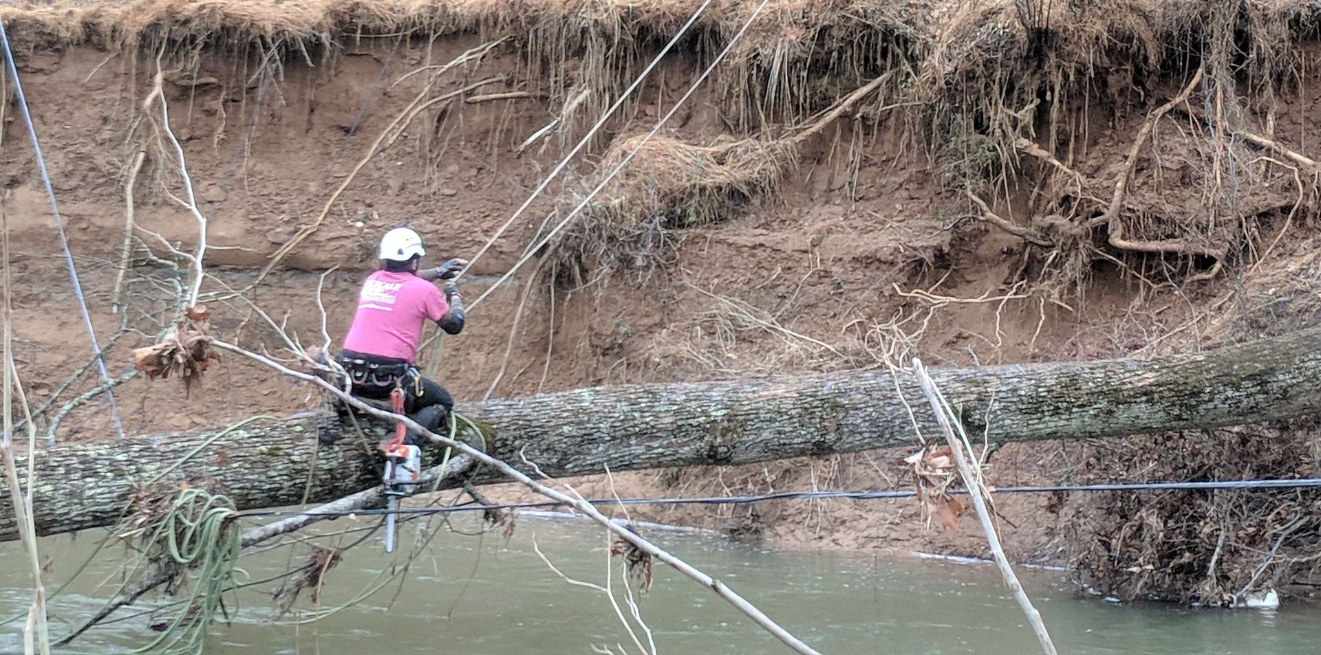 Tree Removal photo