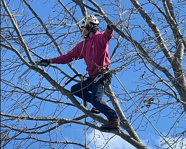 Tree Pruning photo