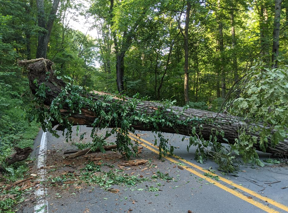 Tree removal work near the road