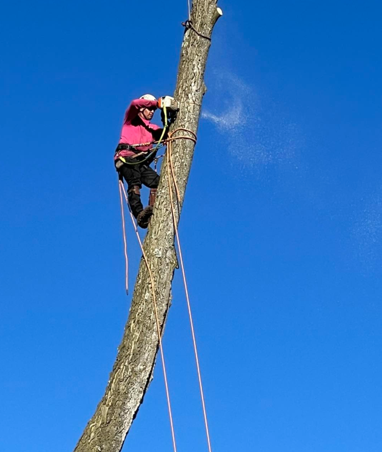 Worker performing tree work high in the canopy